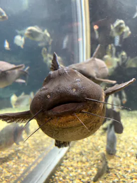 世界淡水魚園水族館　アクア・トトぎふに投稿された画像（2026/4/30）