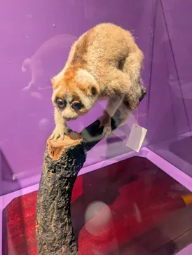 特別展「超危険生物展　科学で挑む生き物の本気」に投稿された画像（2026/4/30）