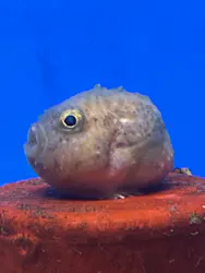 越前松島水族館に投稿された画像（2026/4/30）