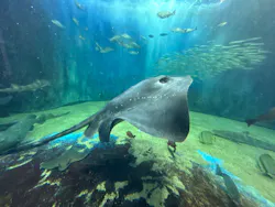 越前松島水族館に投稿された画像（2026/4/30）