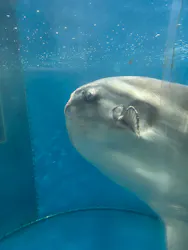 越前松島水族館に投稿された画像（2026/4/30）