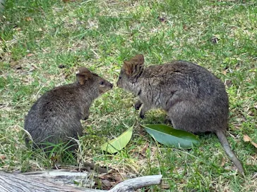 こども動物自然公園（埼玉県公園緑地協会）に投稿された画像（2026/4/30）