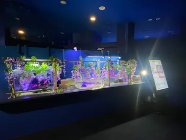 シン・マリホ水族館に投稿された画像（2026/4/30）