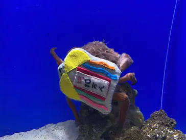 シン・マリホ水族館に投稿された画像（2026/4/30）