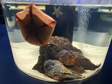シン・マリホ水族館に投稿された画像（2026/4/30）