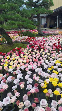 日本庭園　由志園に投稿された画像（2026/4/30）