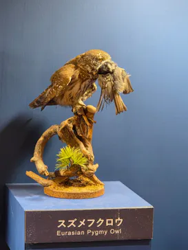 特別展「鳥 ～ゲノム解析が解き明かす新しい鳥類の系統～」に投稿された画像（2026/4/30）