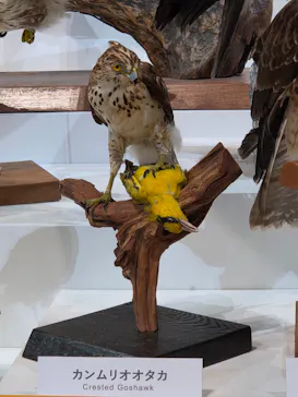 特別展「鳥 ～ゲノム解析が解き明かす新しい鳥類の系統～」に投稿された画像（2026/4/30）