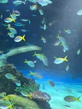 サンシャイン水族館に投稿された画像（2026/4/30）