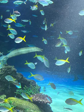 サンシャイン水族館に投稿された画像（2026/4/30）
