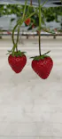 the BERRY YOKOHAMAに投稿された画像（2026/4/30）