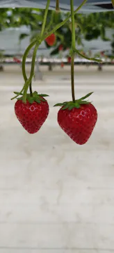 the BERRY YOKOHAMAに投稿された画像（2026/4/30）