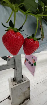 the BERRY YOKOHAMAに投稿された画像（2026/4/30）
