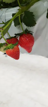 the BERRY YOKOHAMAに投稿された画像（2026/4/30）