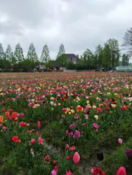 滋賀農業公園ブルーメの丘に投稿された画像（2026/4/30）