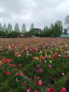 滋賀農業公園ブルーメの丘に投稿された画像（2026/4/30）