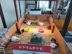 滋賀農業公園ブルーメの丘に投稿された画像（2026/4/30）