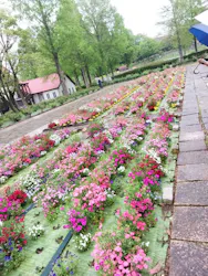 滋賀農業公園ブルーメの丘に投稿された画像（2026/4/30）