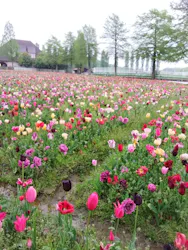 滋賀農業公園ブルーメの丘に投稿された画像（2026/4/30）