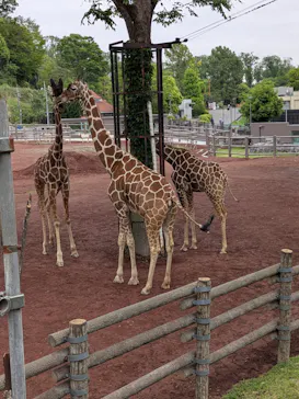多摩動物公園に投稿された画像（2026/4/30）