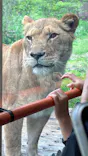 多摩動物公園 ライオンバス乗車券に投稿された画像（2026/4/30）