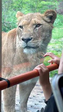 多摩動物公園 ライオンバス乗車券に投稿された画像（2026/4/30）