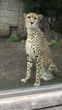多摩動物公園 ライオンバス乗車券に投稿された画像（2026/4/30）