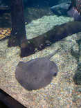 世界淡水魚園水族館　アクア・トトぎふに投稿された画像（2026/4/30）