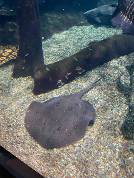 世界淡水魚園水族館　アクア・トトぎふに投稿された画像（2026/4/30）