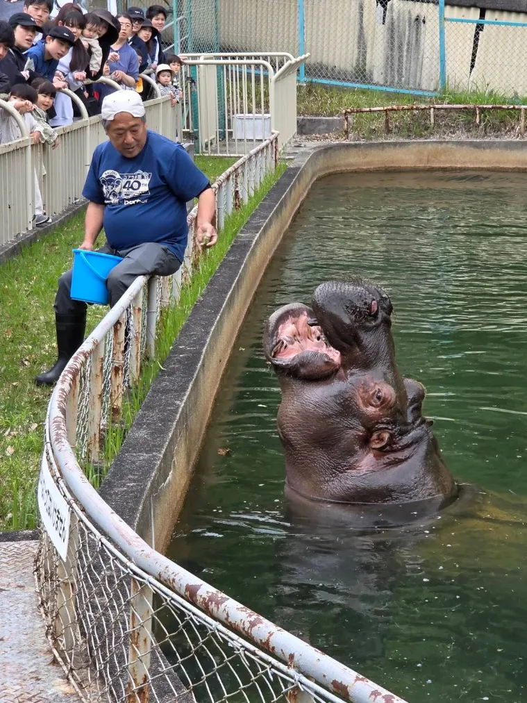 名古屋市東山動植物園の口コミ ｜コアラのエサやりの時間に入場で