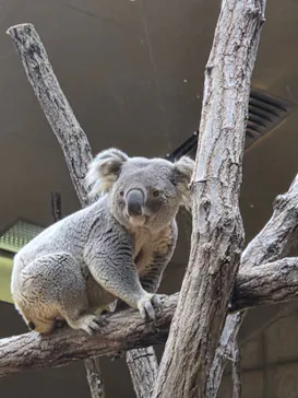 名古屋市東山動植物園に投稿された画像（2026/4/30）