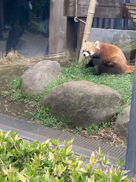 恩賜上野動物園に投稿された画像（2026/4/30）