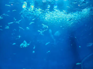 アクアワールド茨城県大洗水族館に投稿された画像（2026/4/30）