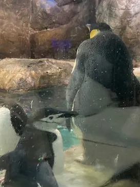 アドベンチャーワールドに投稿された画像（2026/4/30）
