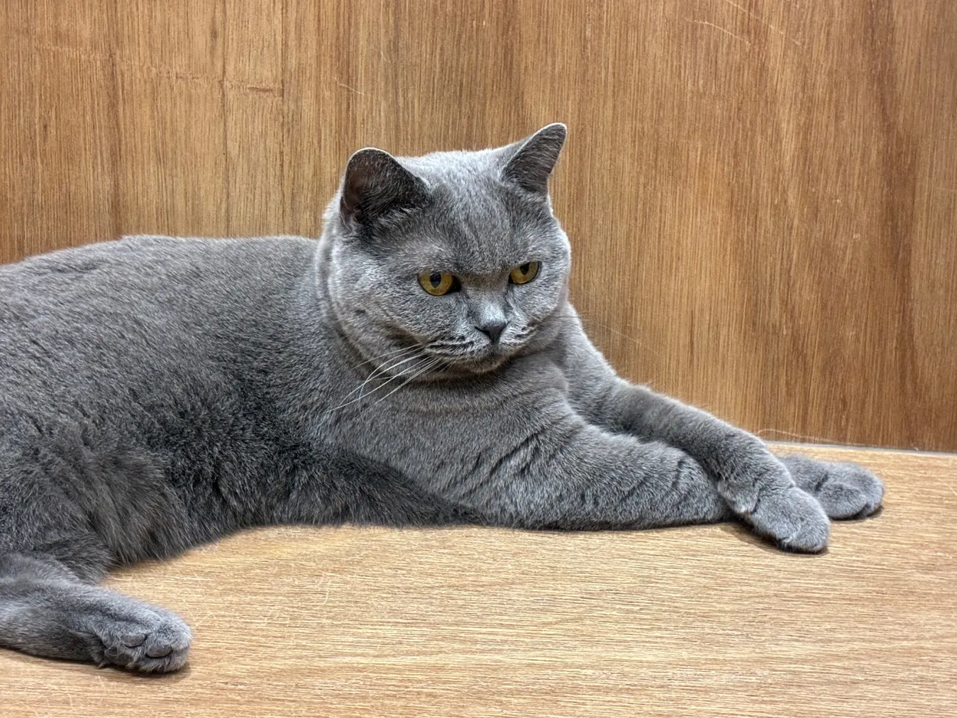 Cat Café MOFF コクーンシティさいたま新都心店／口コミ一覧｜アソビュー！