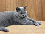Cat Café MOFF コクーンシティさいたま新都心店に投稿された画像（2026/4/30）
