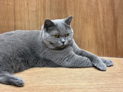 Cat Café MOFF コクーンシティさいたま新都心店／口コミ一覧｜アソビュー！