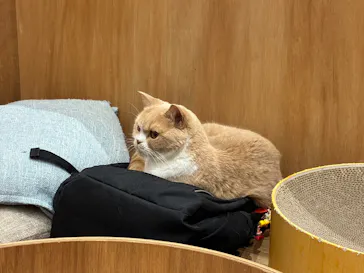 Cat Café MOFF コクーンシティさいたま新都心店に投稿された画像（2026/4/30）