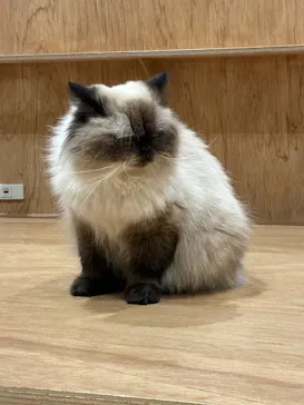 Cat Café MOFF コクーンシティさいたま新都心店に投稿された画像（2026/4/30）