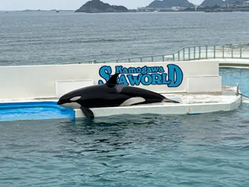 鴨川シーワールドに投稿された画像（2026/4/30）
