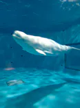 島根県立 しまね海洋館に投稿された画像（2026/4/30）