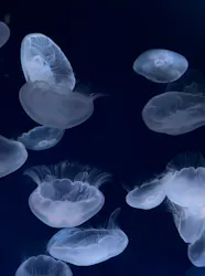 サンシャイン水族館に投稿された画像（2026/4/30）