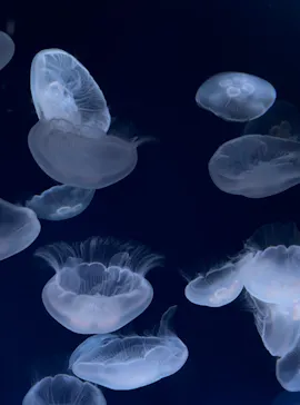 サンシャイン水族館に投稿された画像（2026/4/30）