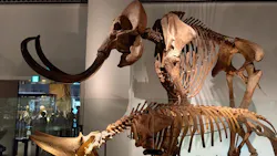 国立科学博物館に投稿された画像（2026/4/30）