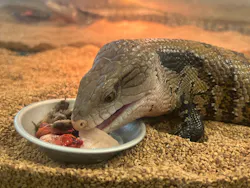 いきもの探検隊湘南に投稿された画像（2026/4/30）