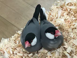 いきもの探検隊湘南に投稿された画像（2026/4/30）