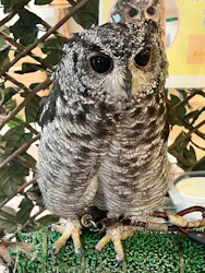 いきもの探検隊湘南に投稿された画像（2026/4/30）