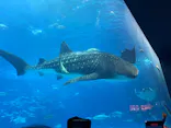 沖縄美ら海水族館に投稿された画像（2026/5/1）