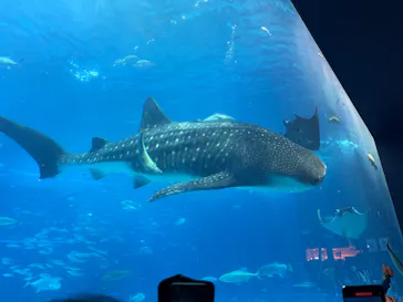 沖縄美ら海水族館に投稿された画像（2026/4/30）