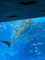 沖縄美ら海水族館に投稿された画像（2026/4/30）